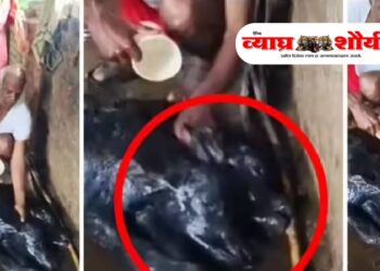 कोल्हापूरात दुर्मिळ घटना; म्हशीने दिला दोन तोंडी रेडकाला जन्म