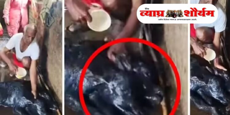 कोल्हापूरात दुर्मिळ घटना; म्हशीने दिला दोन तोंडी रेडकाला जन्म