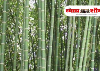 कृषी विज्ञान केंद्र, पाल येथे जागतिक बांबू दिवस साजरा