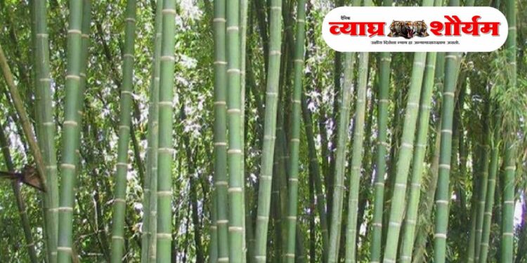 कृषी विज्ञान केंद्र, पाल येथे जागतिक बांबू दिवस साजरा