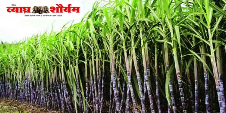 उस गाळप हंगाम १ नोव्हेंबरपासून; मुख्यमंत्री सहायता निधीसाठी प्रतिटन कपात