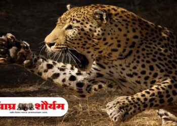 देवठाण गावात बिबट्याचा हल्ला; तीन वर्षांच्या मुलीचा दुर्दैवी मृत्यू