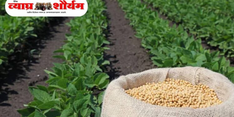 रब्बी हंगामासाठी शेतकऱ्यांना सुवर्णसंधी — प्रमाणित हरभरा व ज्वारी बियाणे अनुदान दरात उपलब्ध