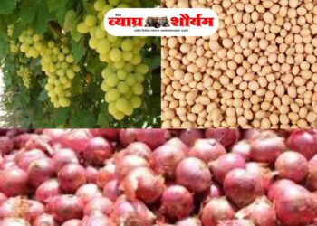 अवकाळी पावसाने पुन्हा बळीराजाची कंबर मोडली!