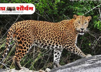 कल्याणमध्ये बिबट्याचा संचार; रोहण–वाहोली परिसरात भीतीचे वातावरण