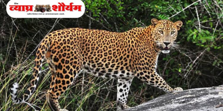 कल्याणमध्ये बिबट्याचा संचार; रोहण–वाहोली परिसरात भीतीचे वातावरण