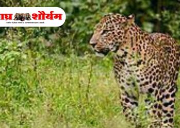 तिरोडा तालुक्यात दु:खद घटना : शेतात गेलेल्या ९ वर्षांच्या बालिकेवर बिबट्याचा हल्ला; उपचारादरम्यान मृत्यू