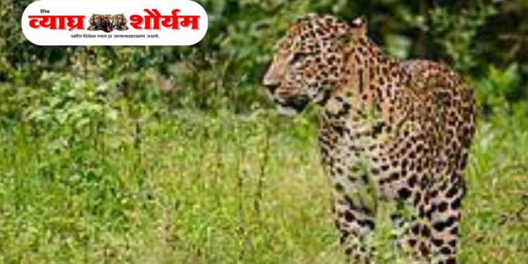 तिरोडा तालुक्यात दु:खद घटना : शेतात गेलेल्या ९ वर्षांच्या बालिकेवर बिबट्याचा हल्ला; उपचारादरम्यान मृत्यू