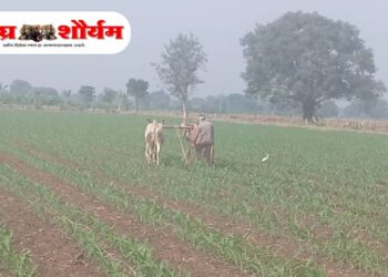 थंडीचा जोर वाढल्याने रब्बी पिकांना दिलासा; अंतर मशागतीसाठी शेतकरी सरसावले