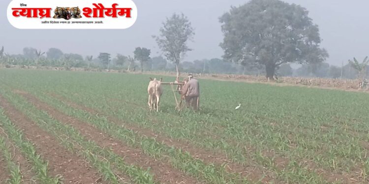 थंडीचा जोर वाढल्याने रब्बी पिकांना दिलासा; अंतर मशागतीसाठी शेतकरी सरसावले