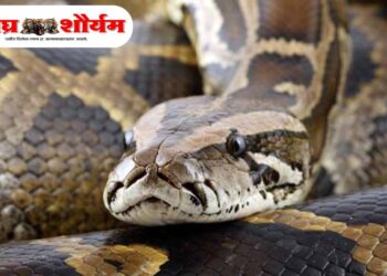 गारखेडा येथे १० फुटी अजगर पकडून वनविभागाने दिले जीवदान