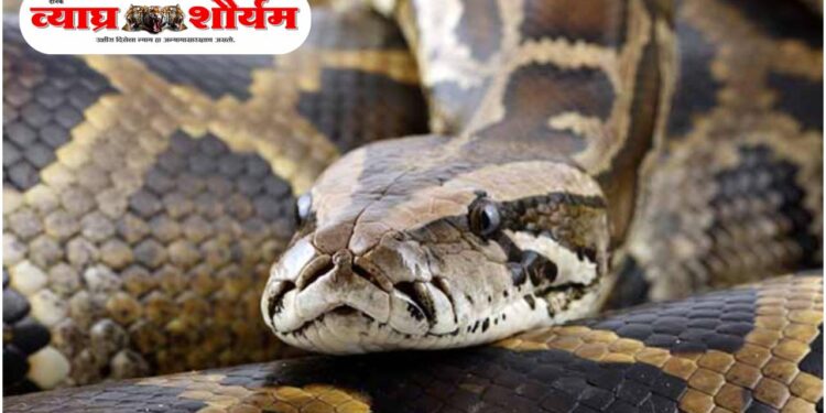 गारखेडा येथे १० फुटी अजगर पकडून वनविभागाने दिले जीवदान