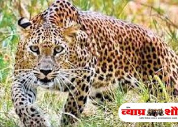 गंगापुरी पुलाजवळ बिबट्याचे दर्शन, नागरिकात भीतीचे वातावरण