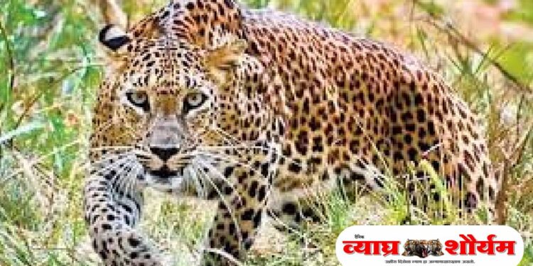 गंगापुरी पुलाजवळ बिबट्याचे दर्शन, नागरिकात भीतीचे वातावरण